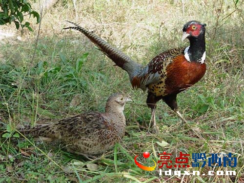 最新地址野雞22，探索與啟示的旅程