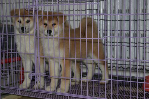 犬舍在線，數(shù)字橋梁連接人與寵物之愛