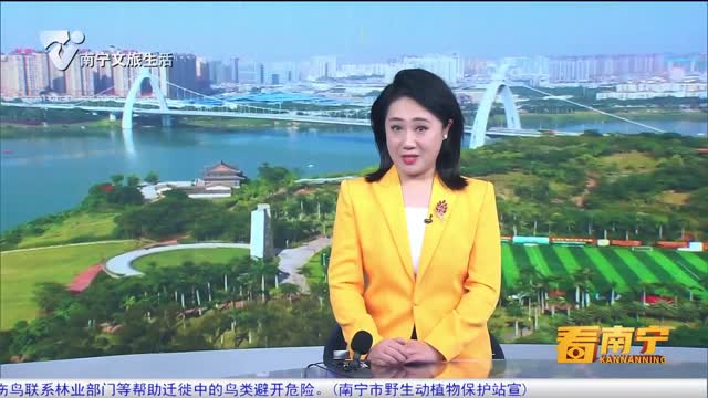 南寧新聞在線，城市發(fā)展的脈搏與文化的繁榮同步前行